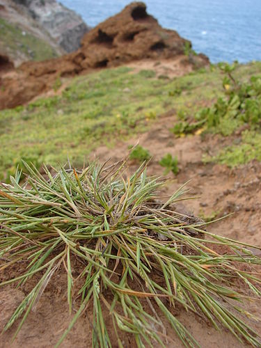 Panicum fauriei